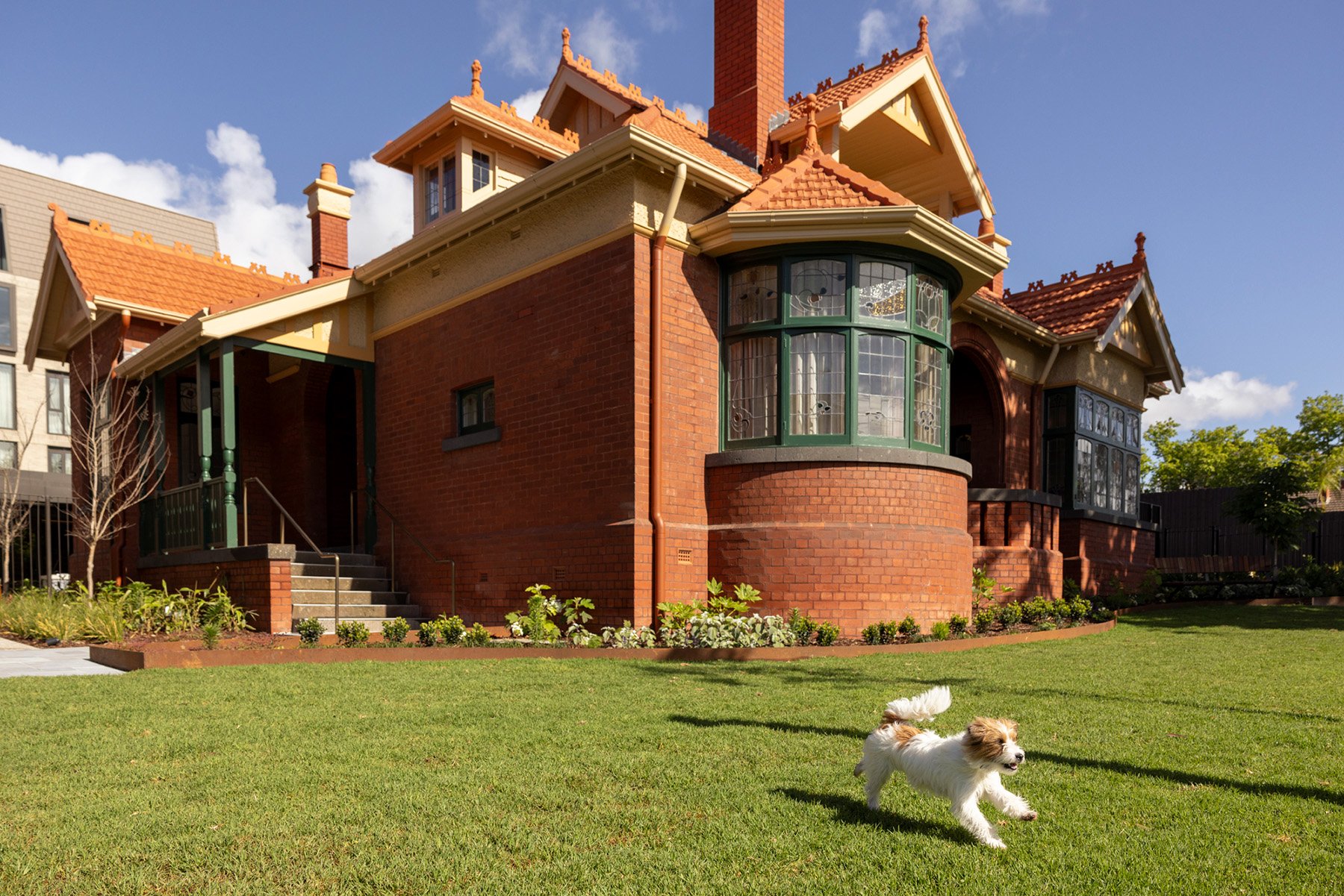 White and brown dog playing in Fernhurst garden, St. Clares private off-lead dog park